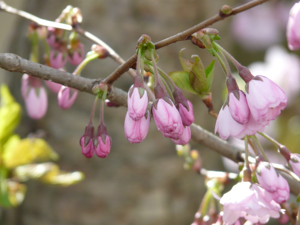 Frühling