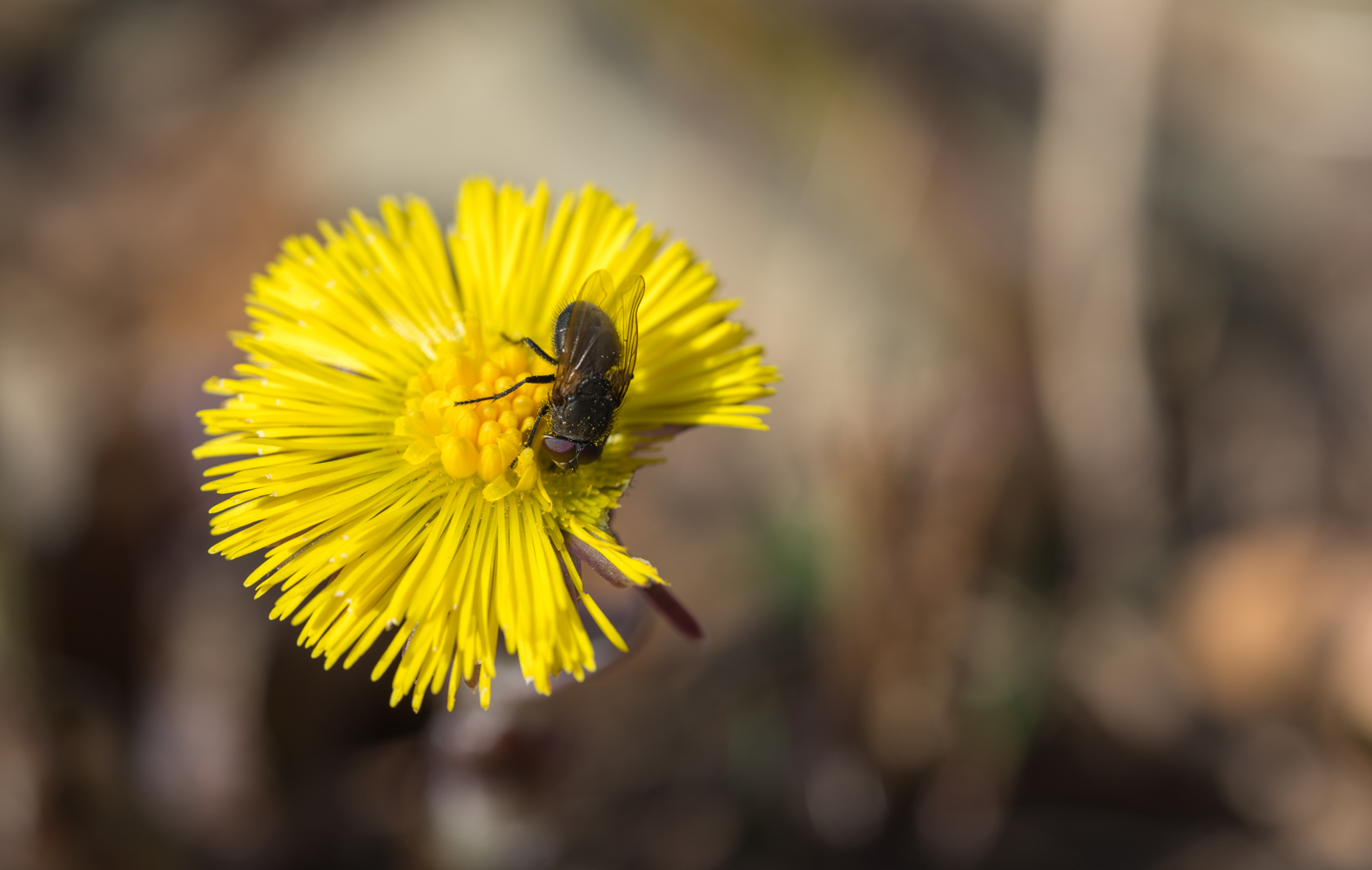 Frühling