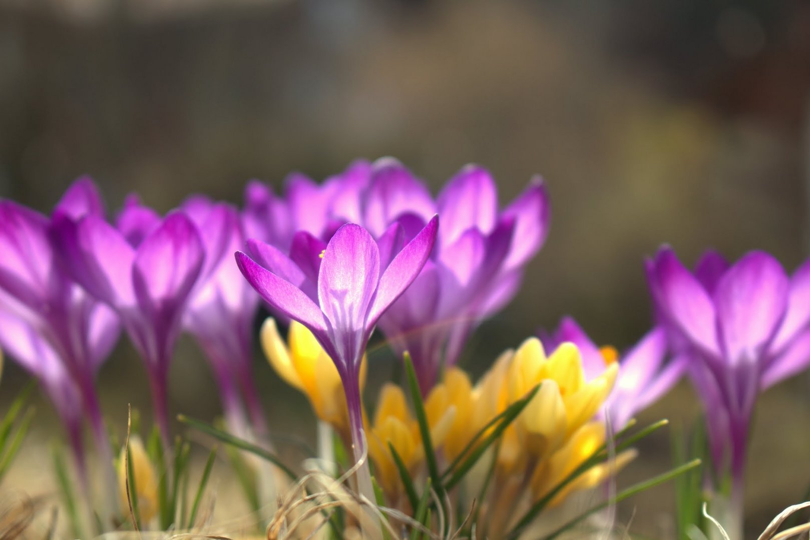 Frühling