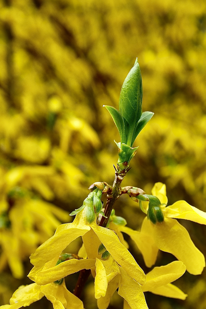 Frühling