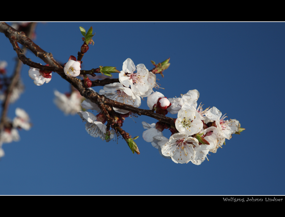 Frühling