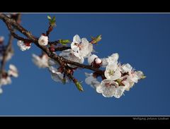 Frühling