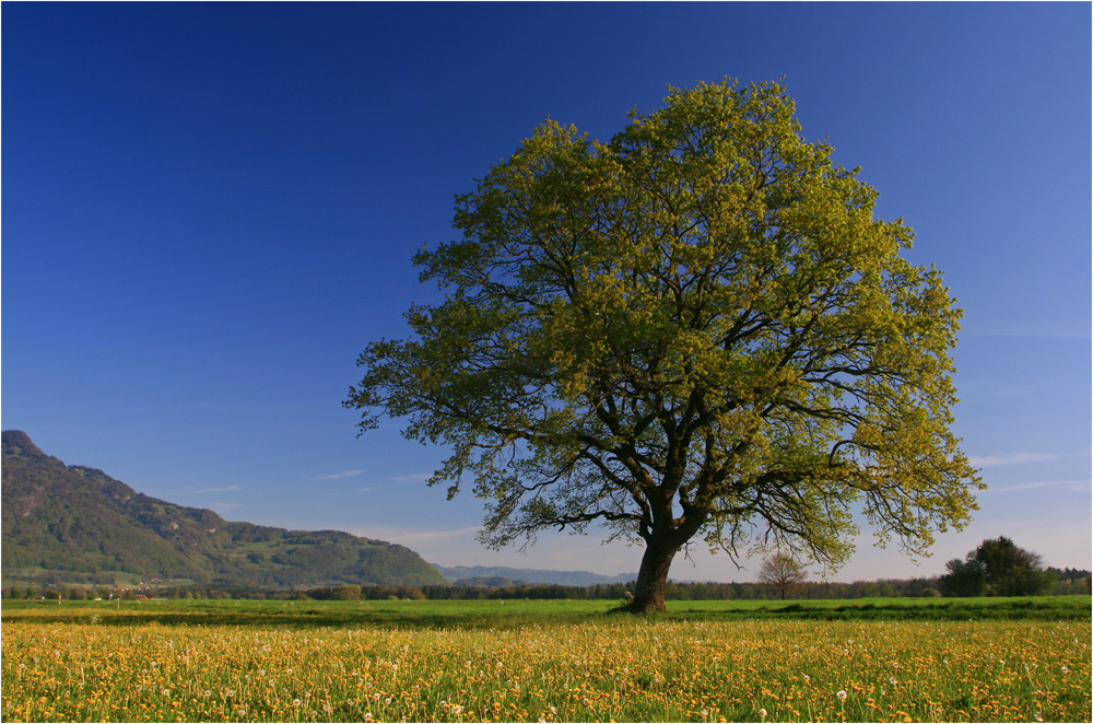 Frühling