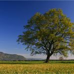 Frühling