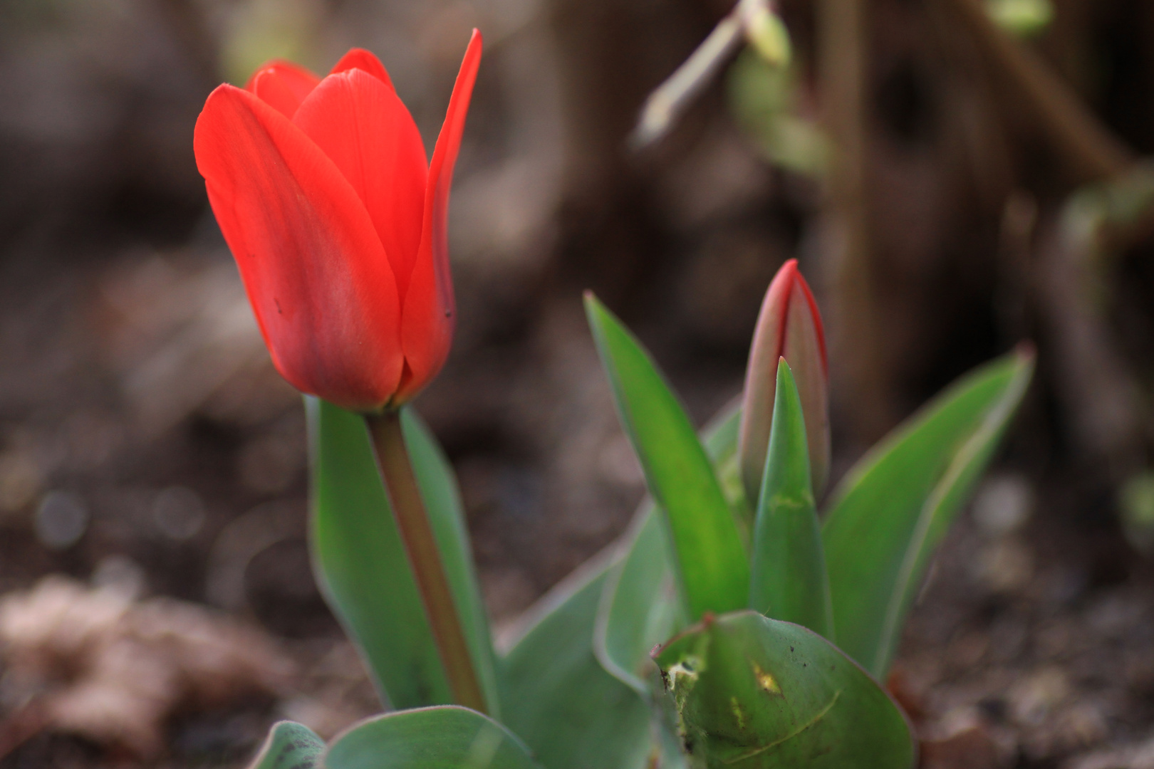 Frühling ;-)