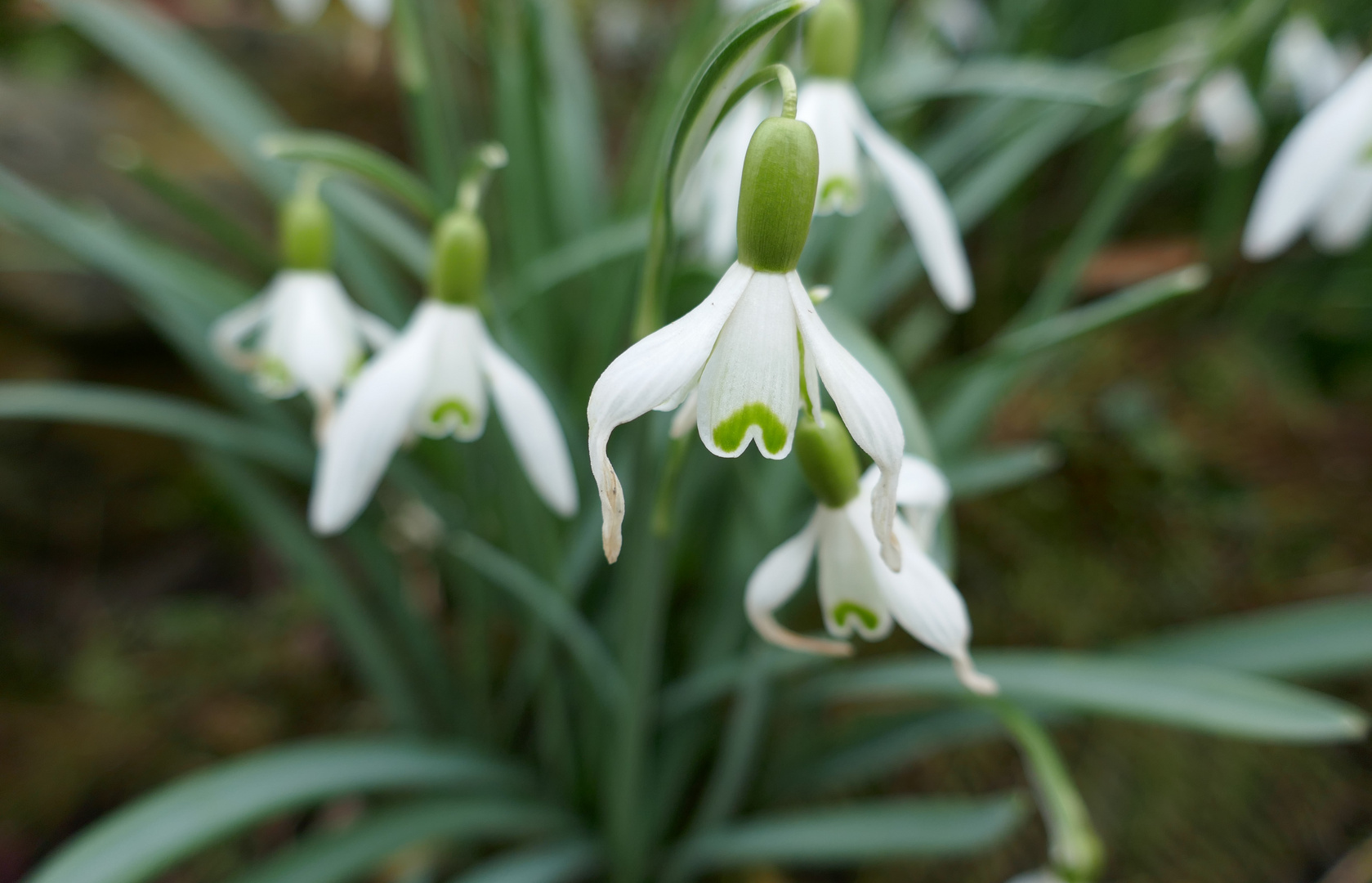 Frühling