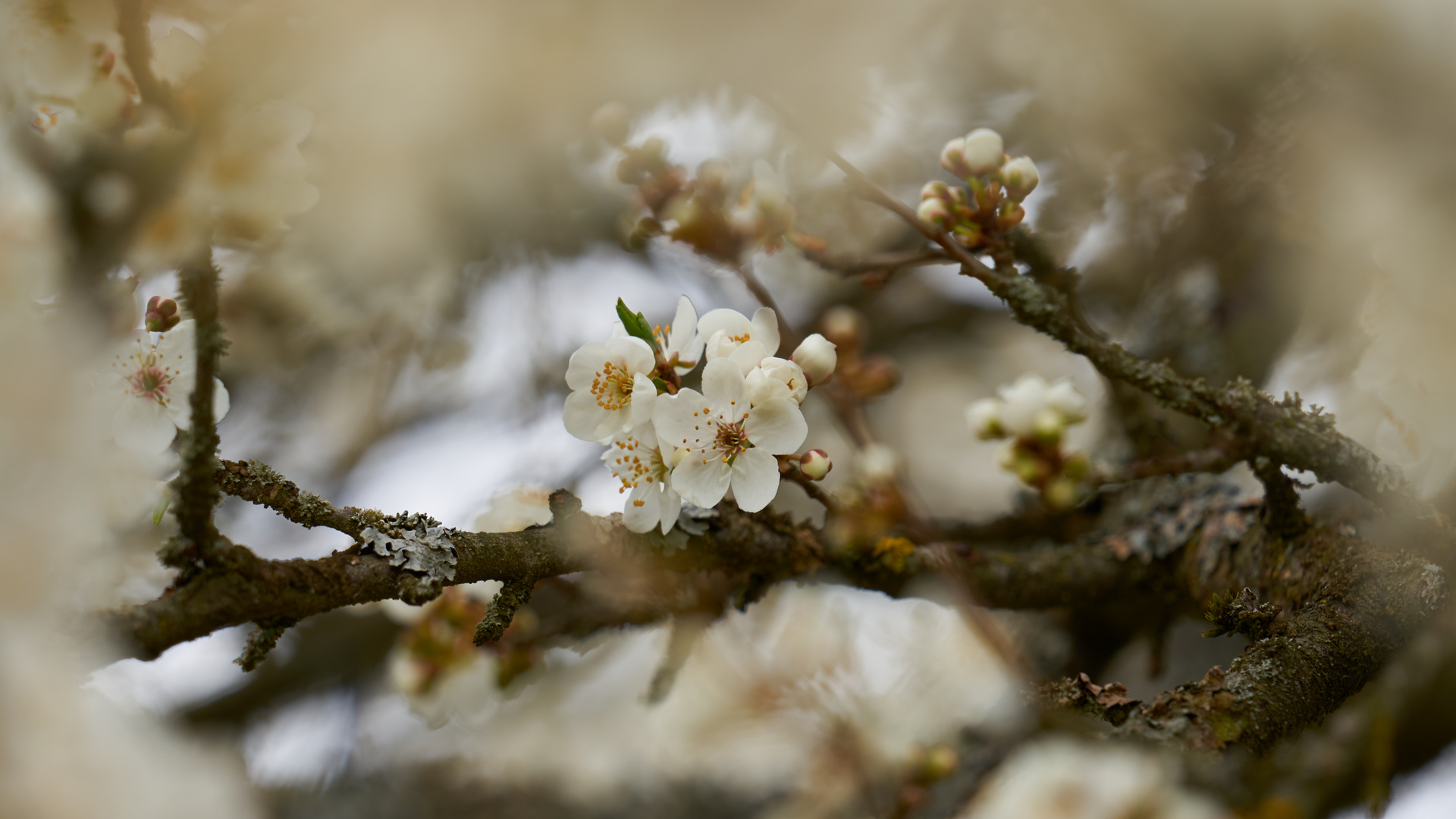 Frühling