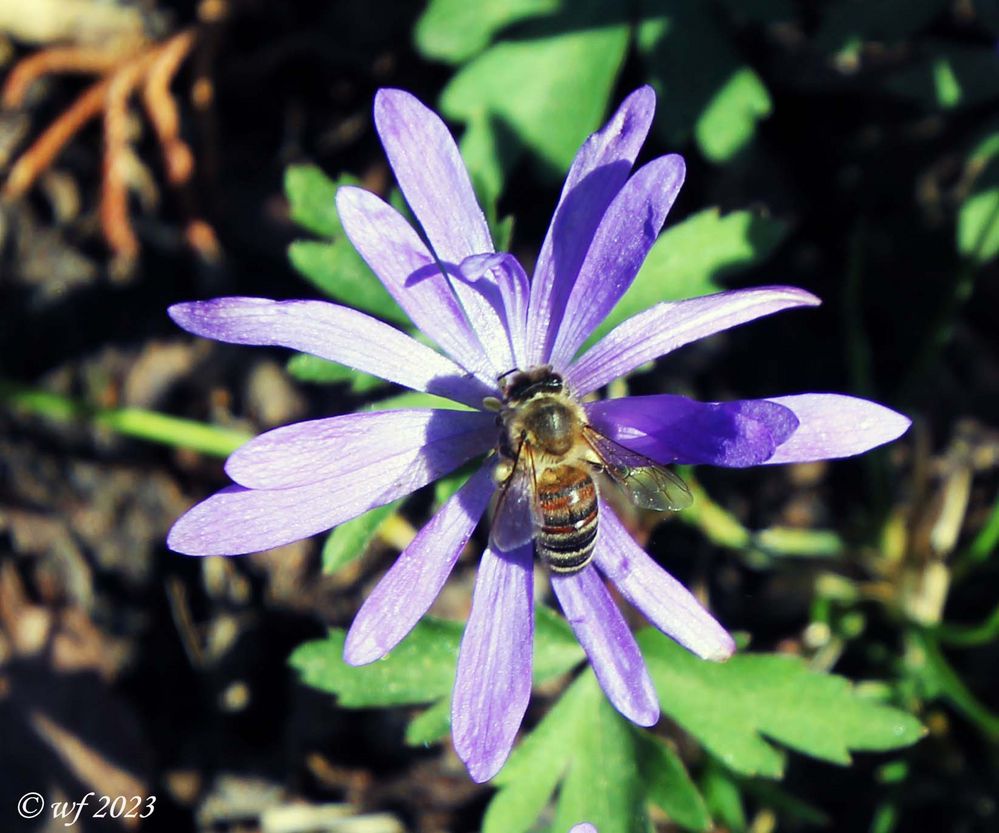 Frühling