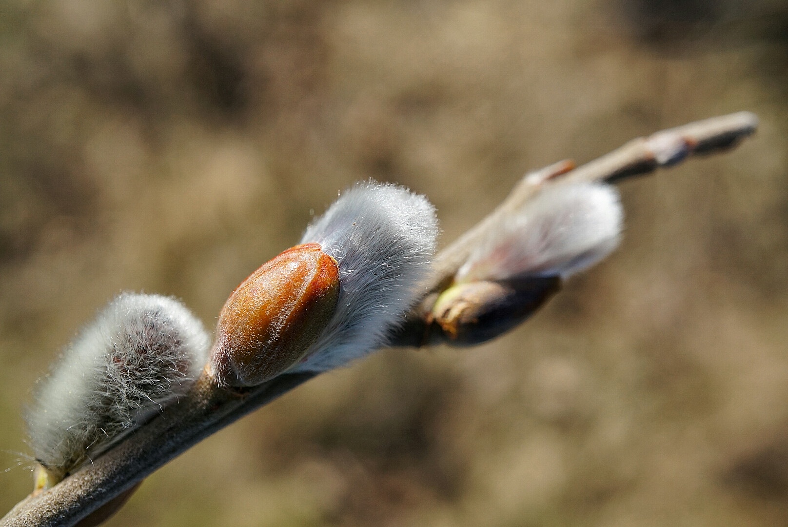 FRÜHLING