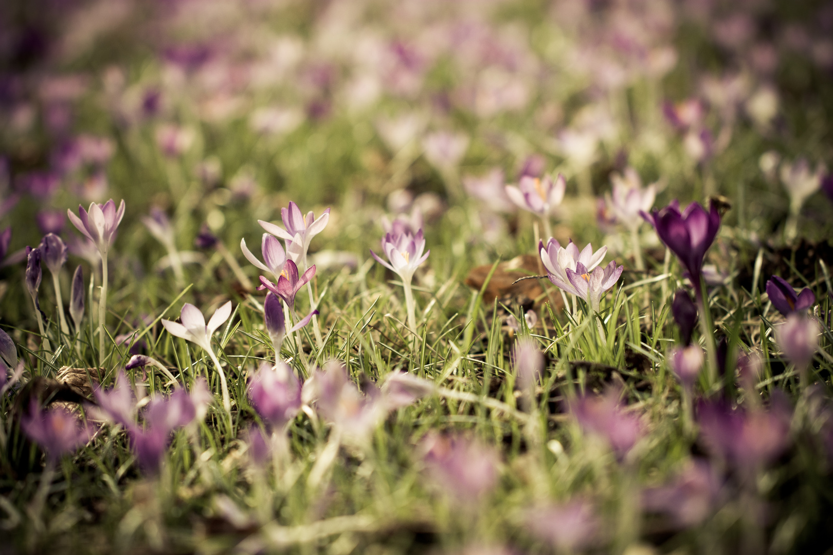 Frühling