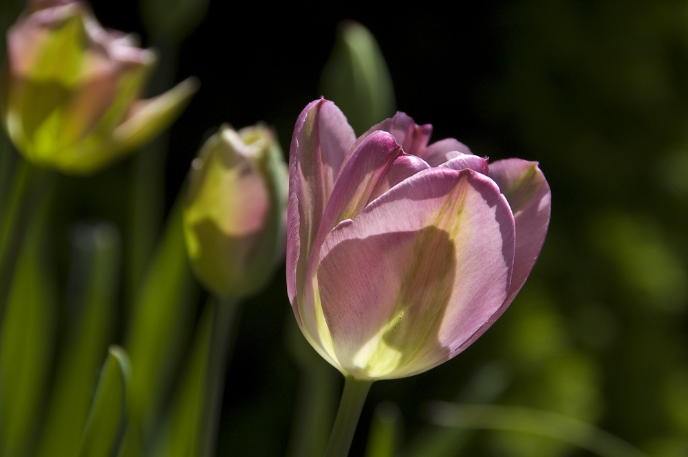 Frühling