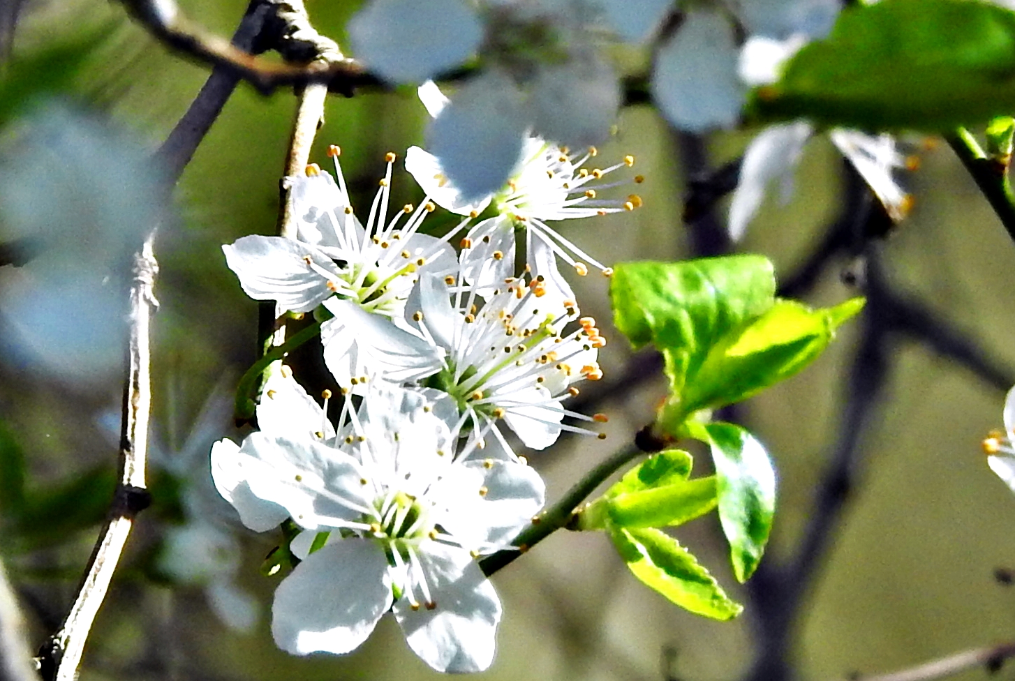 Frühling...