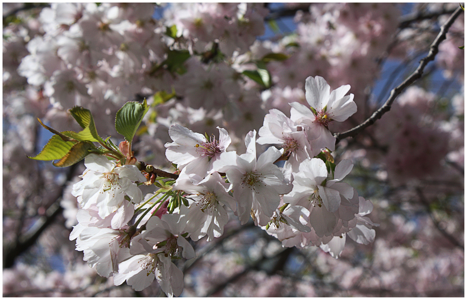 +++Frühling+++