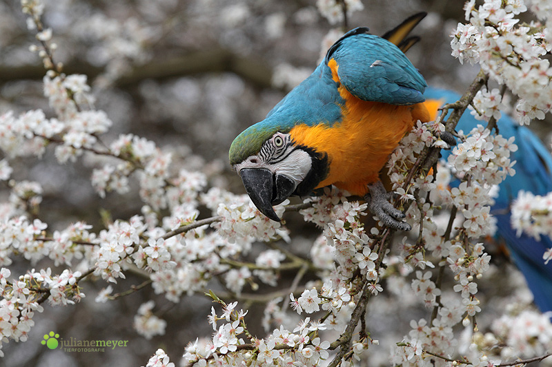 Frühling