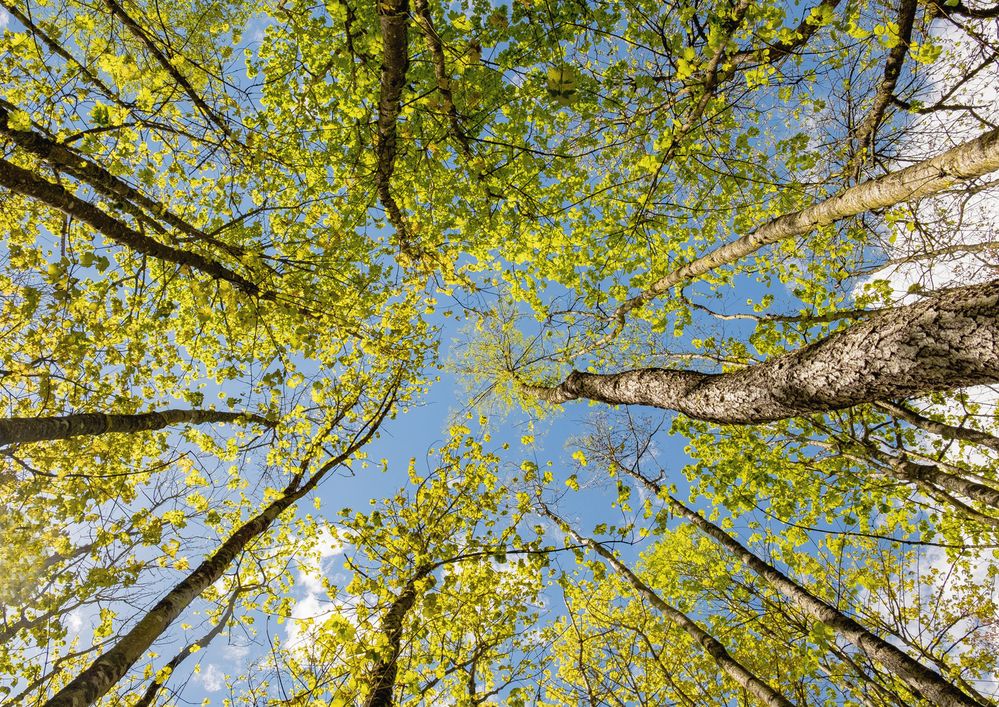 Frühling!