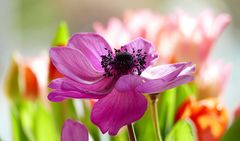 Frühling