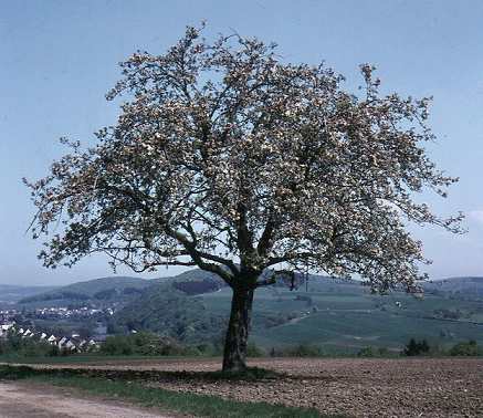 Frühling