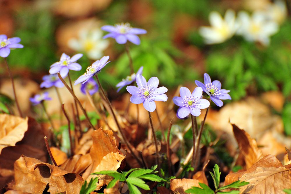 Frühling