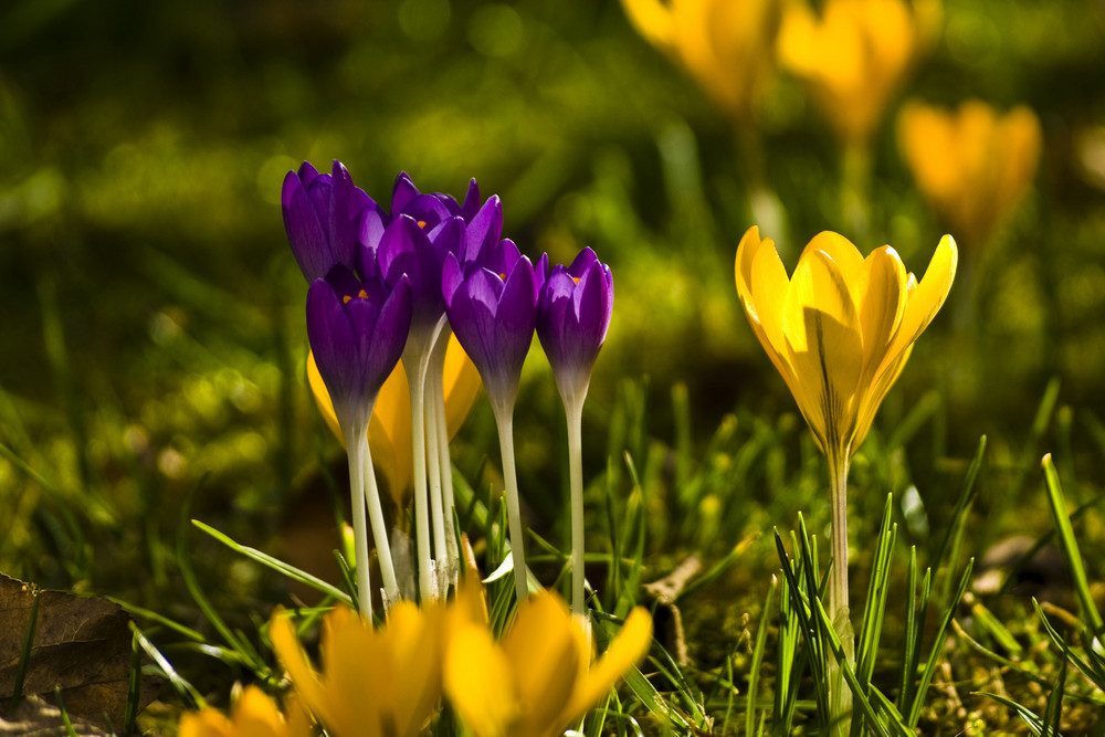 Frühling