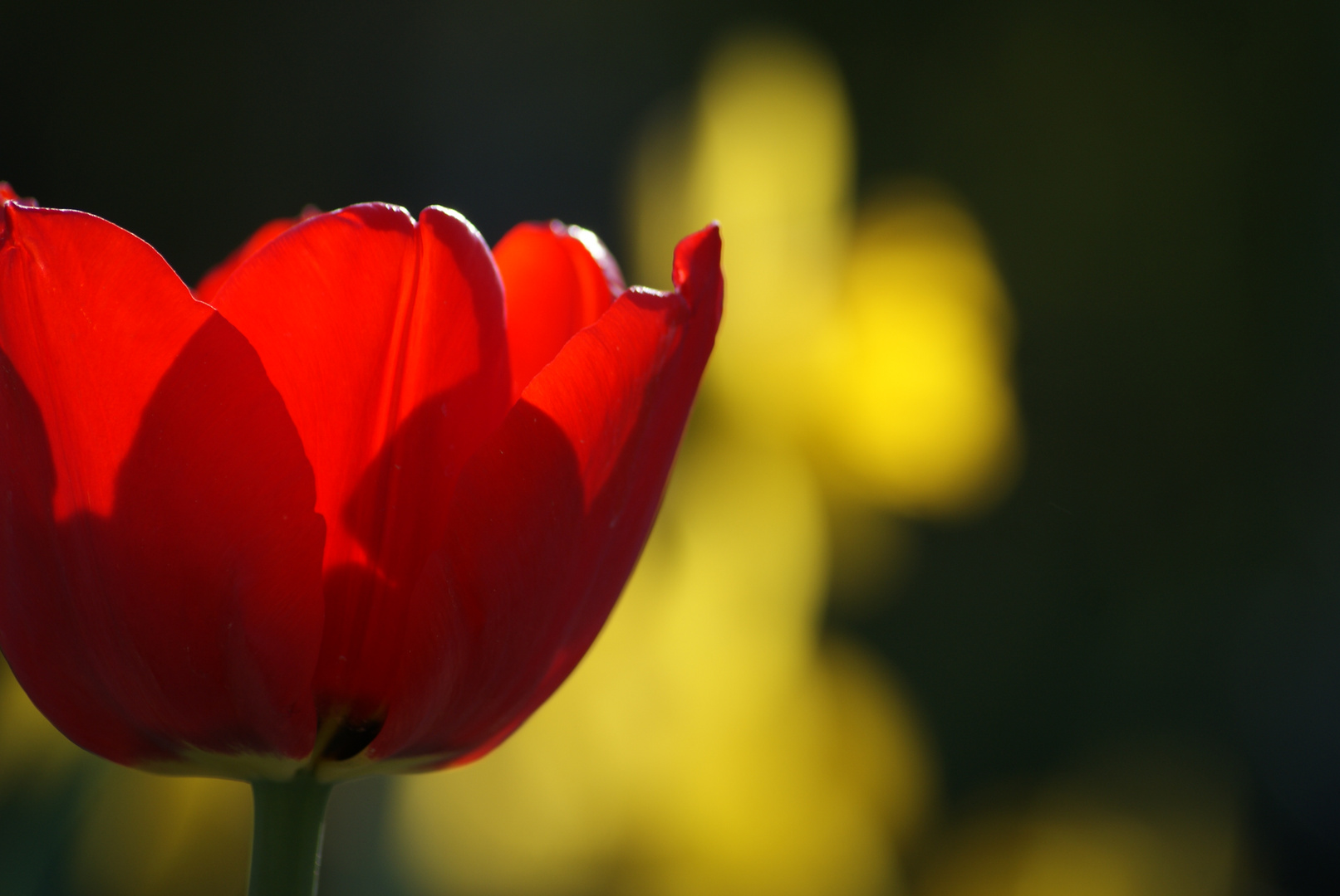 Frühling