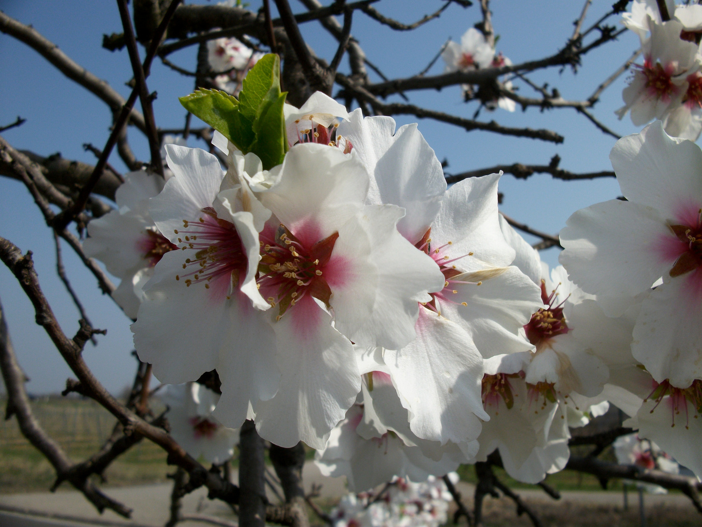 Frühling