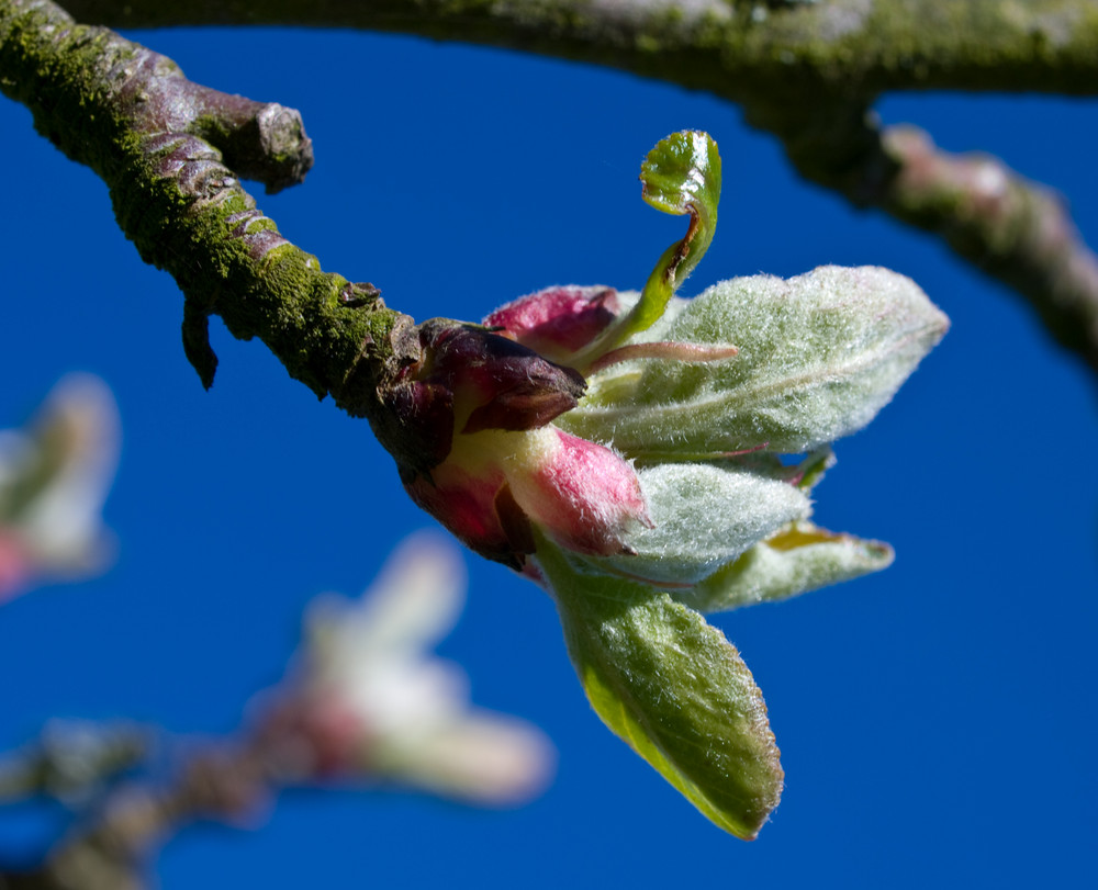 Frühling....