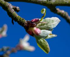 Frühling....