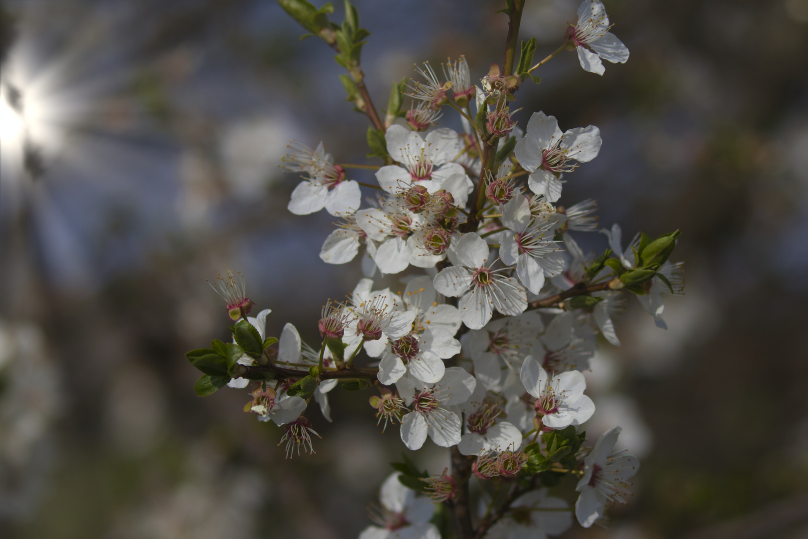 Frühling