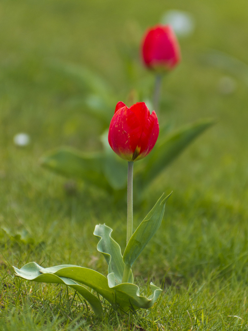 Frühling