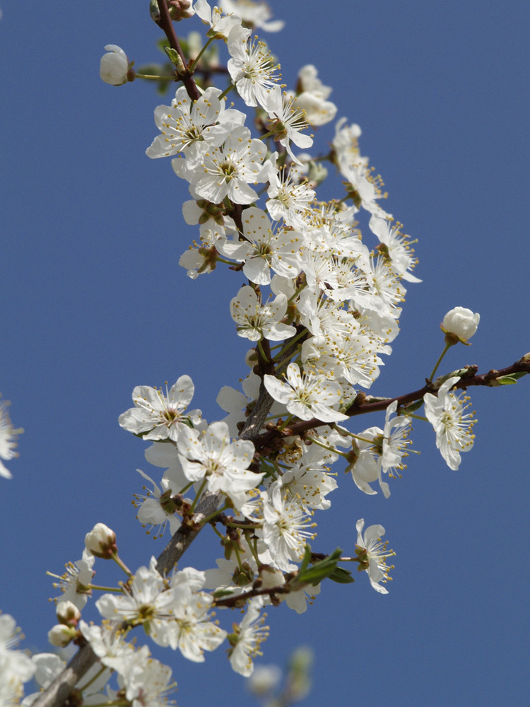 Frühling