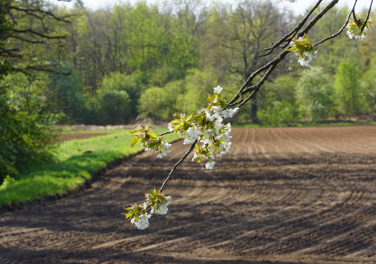 Frühling.