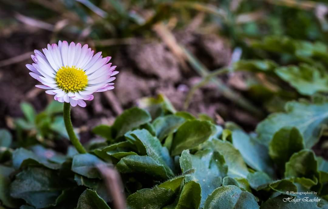 Frühling