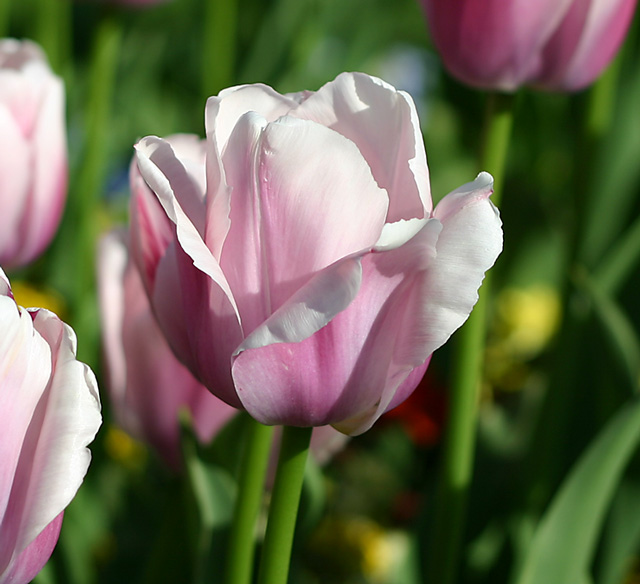 Frühling