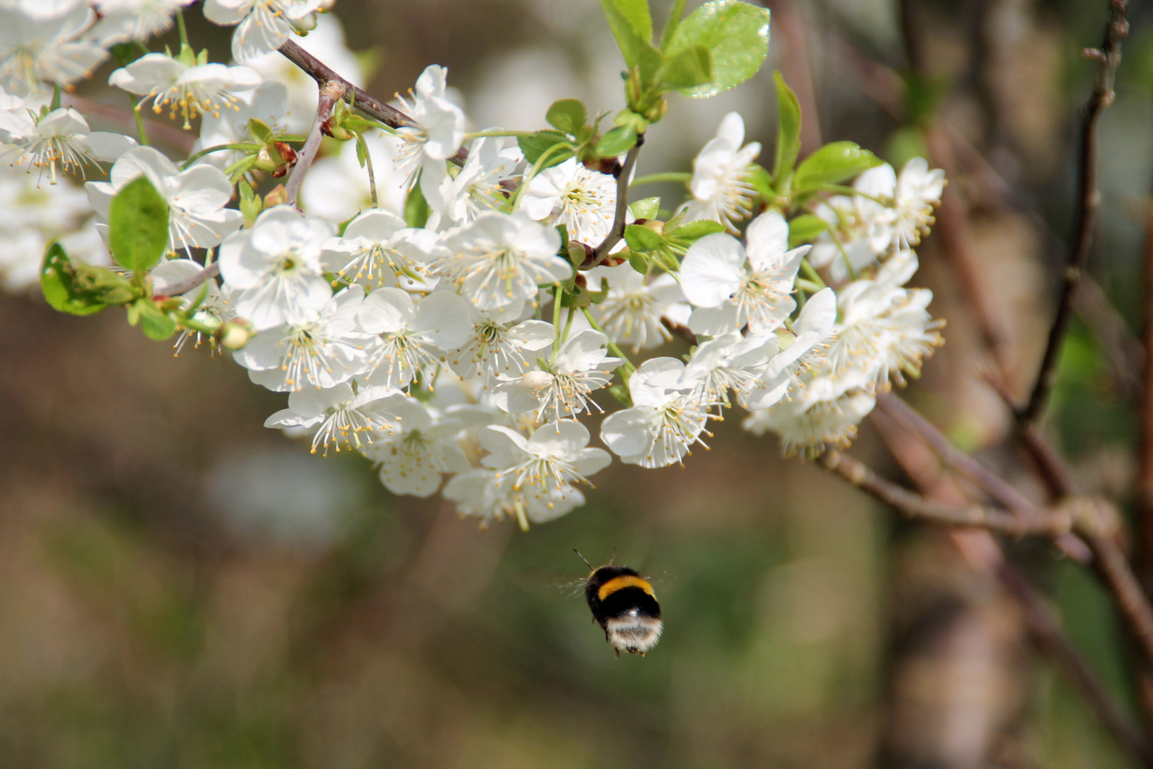 Frühling