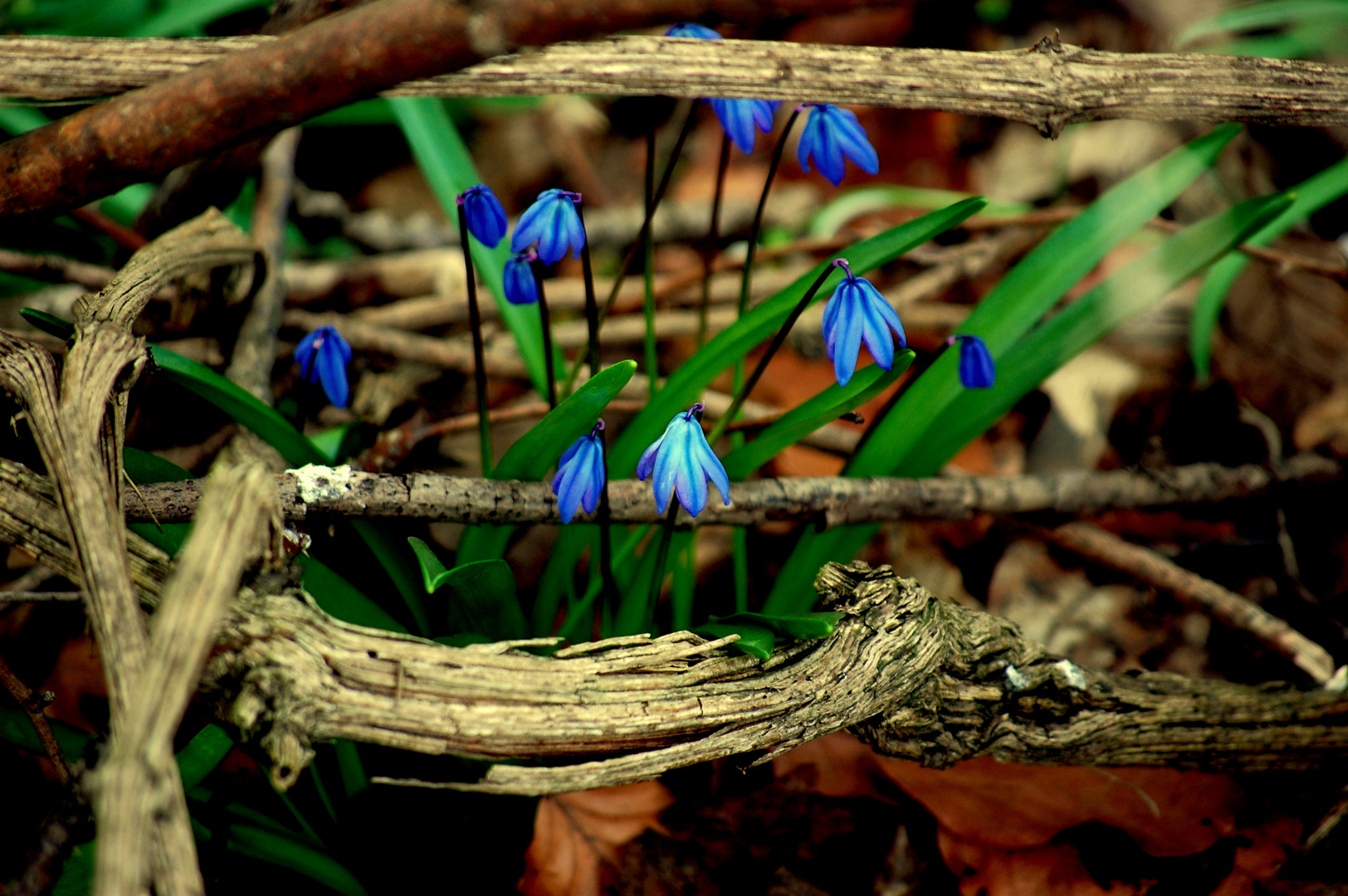 Frühling ?