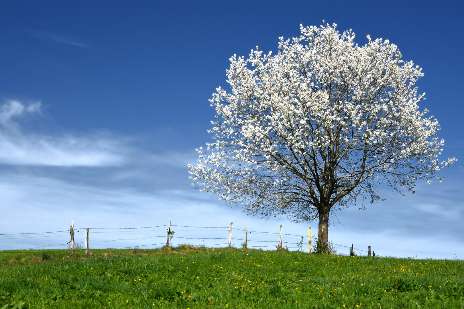 Frühling