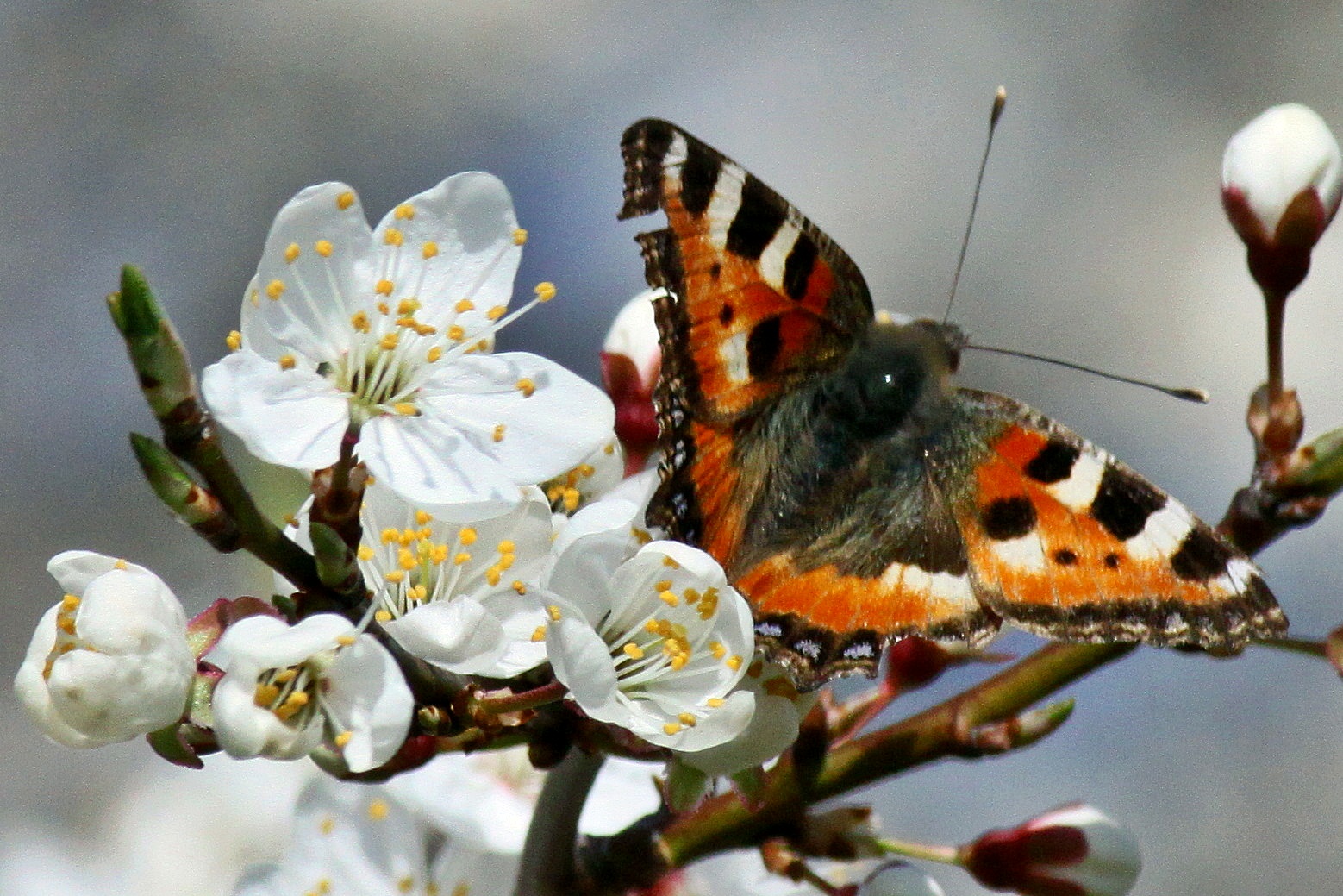 Frühling