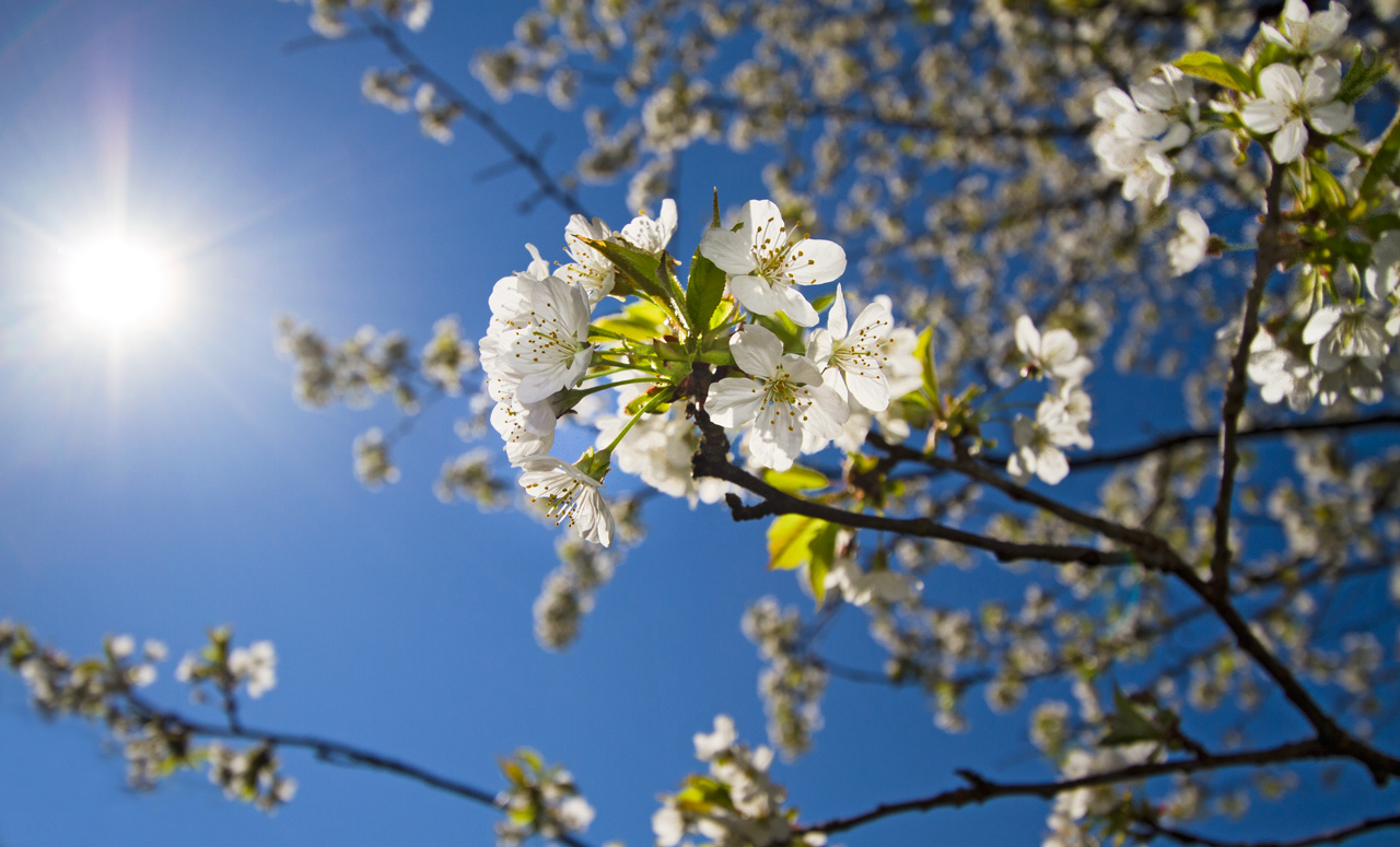 Frühling