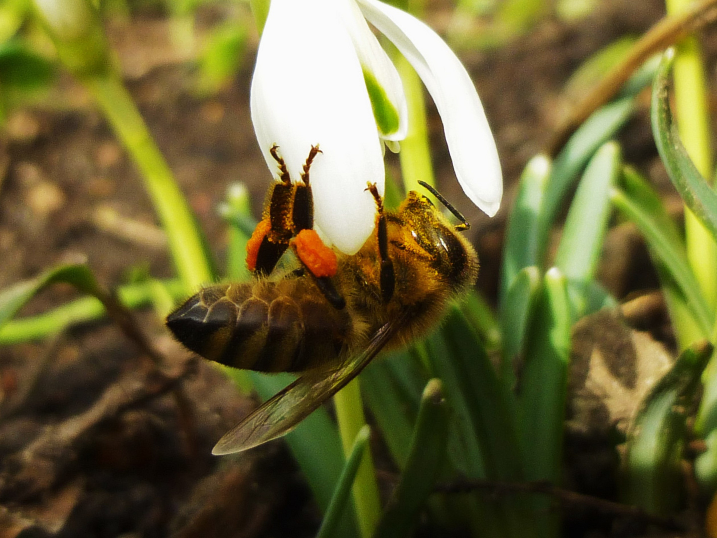 Frühling ...