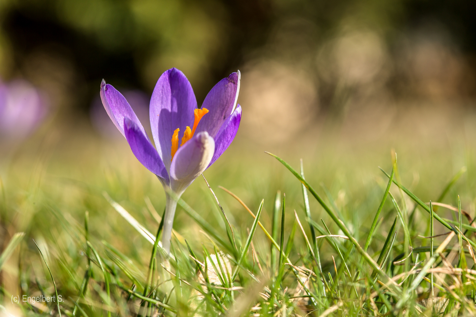 Frühling