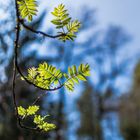 Frühling