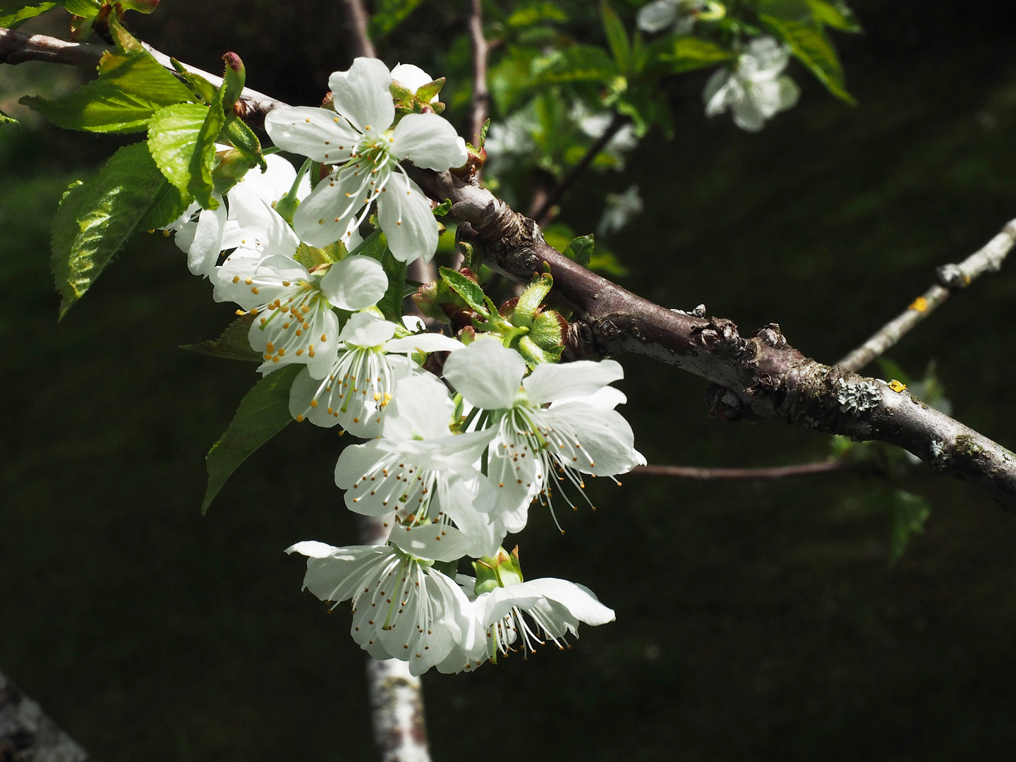 Frühling