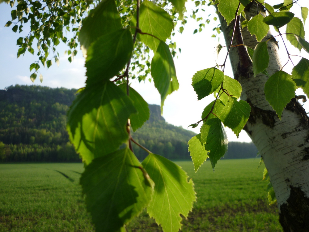 Frühling