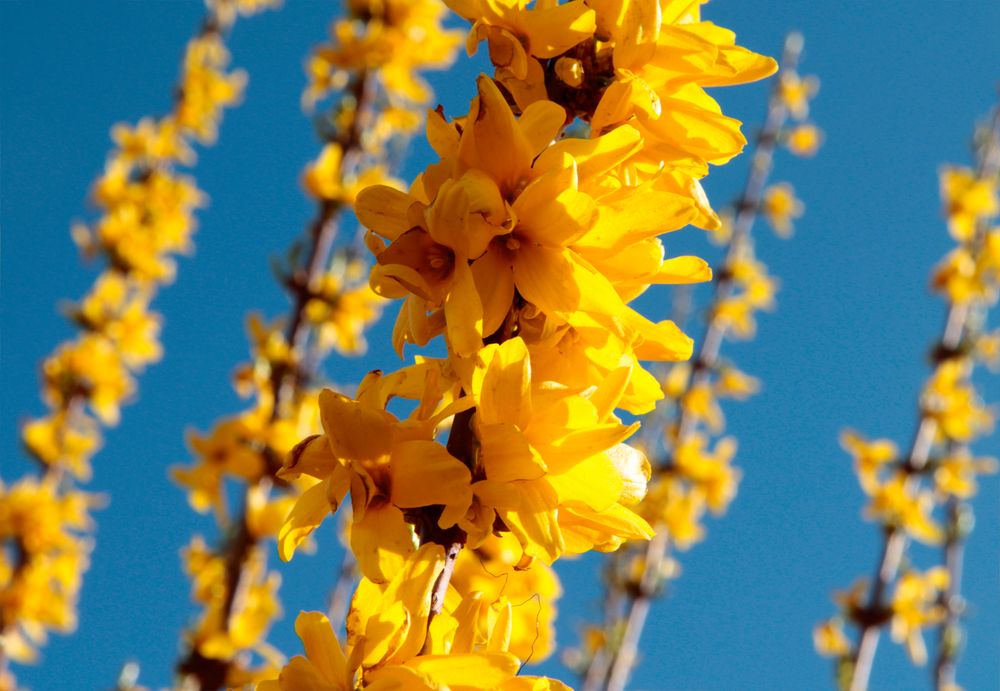 Frühling von jundpicture