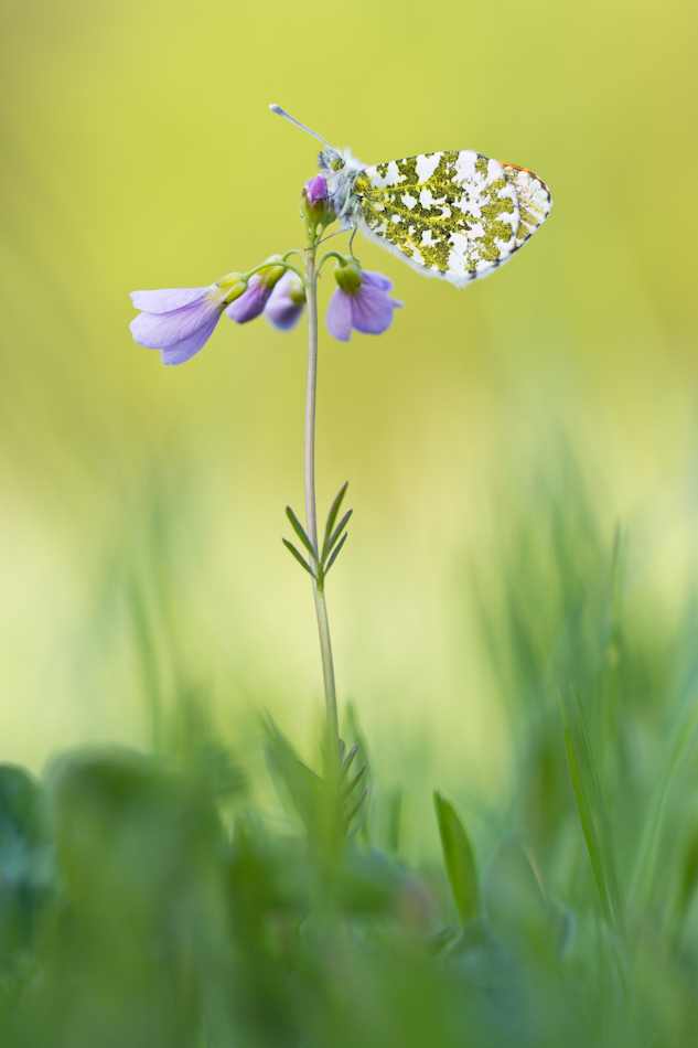 Frühling