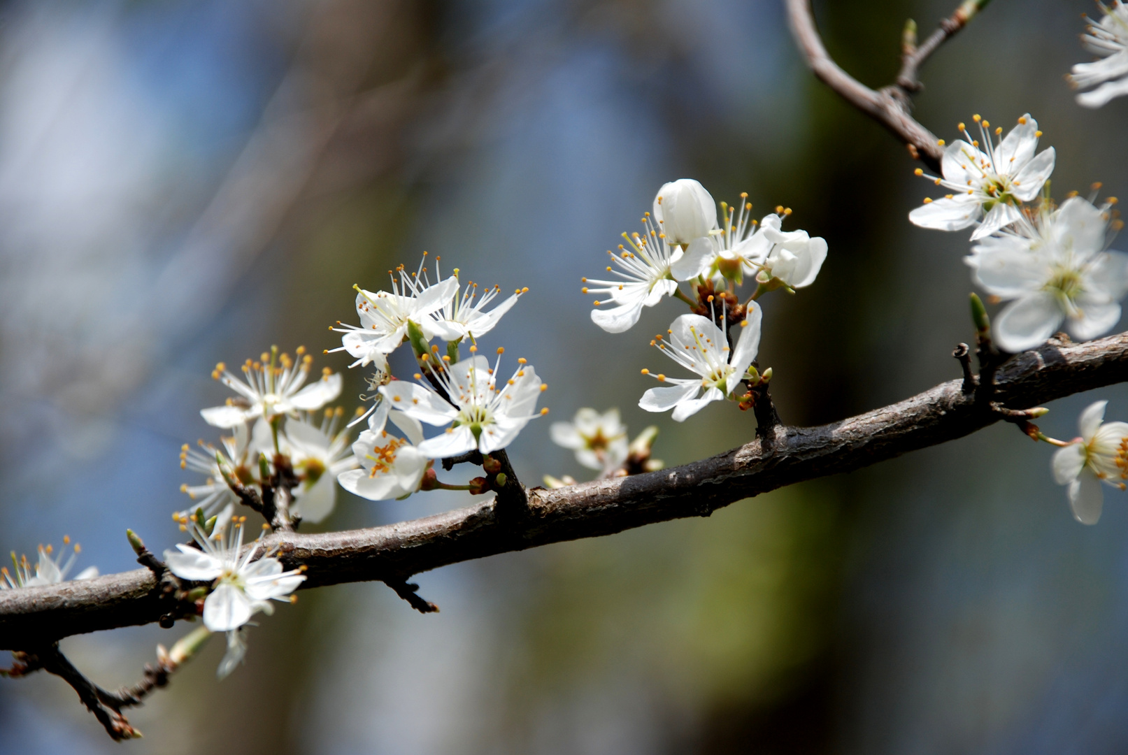 Frühling