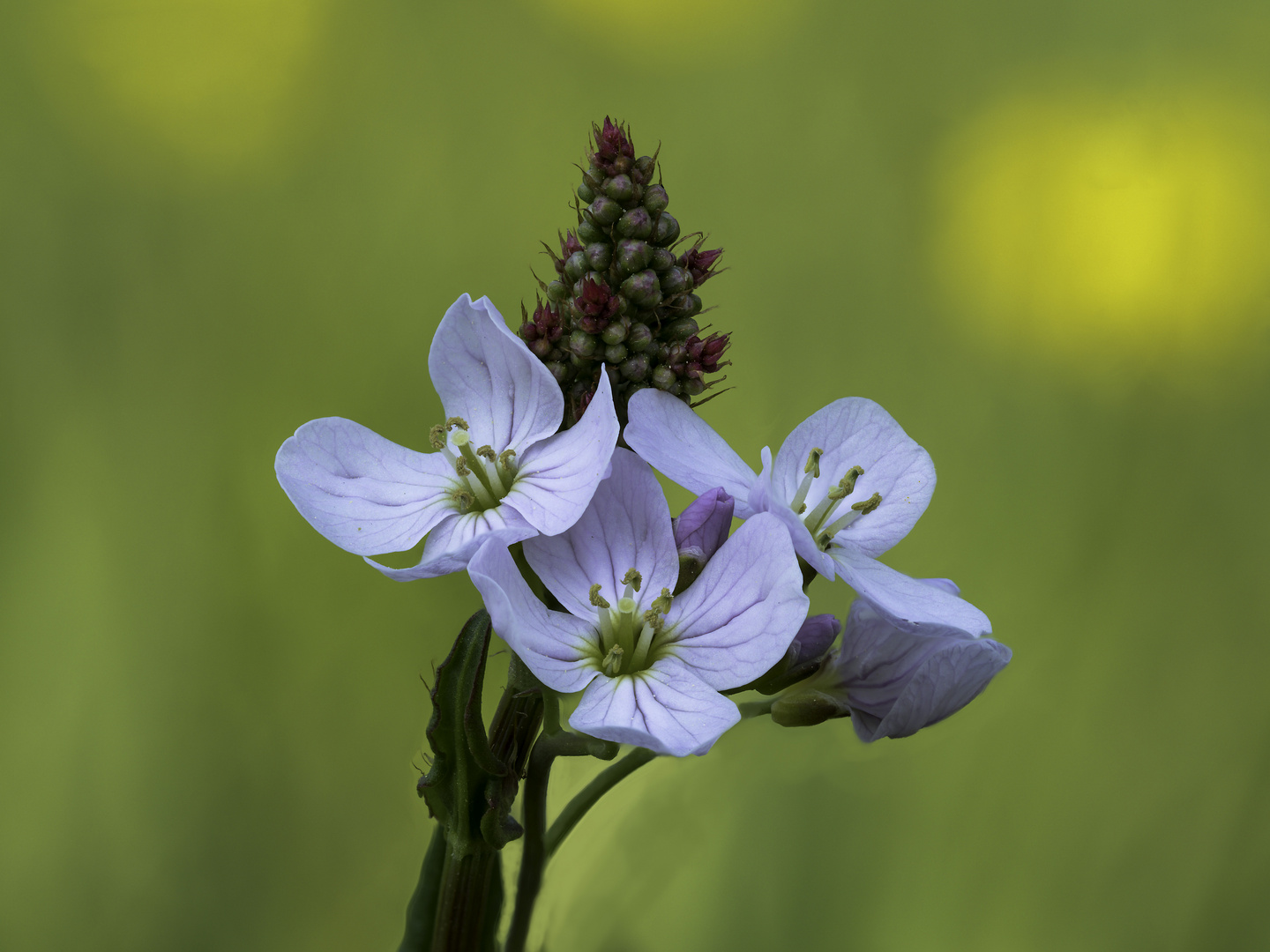 Frühling