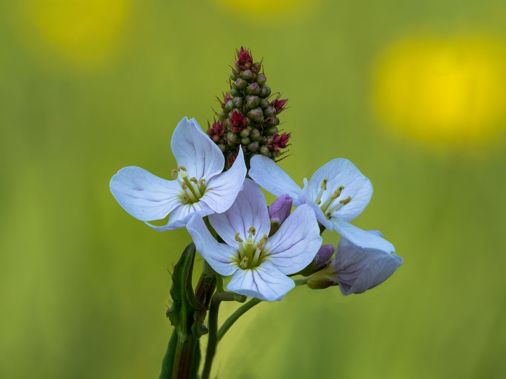 Frühling