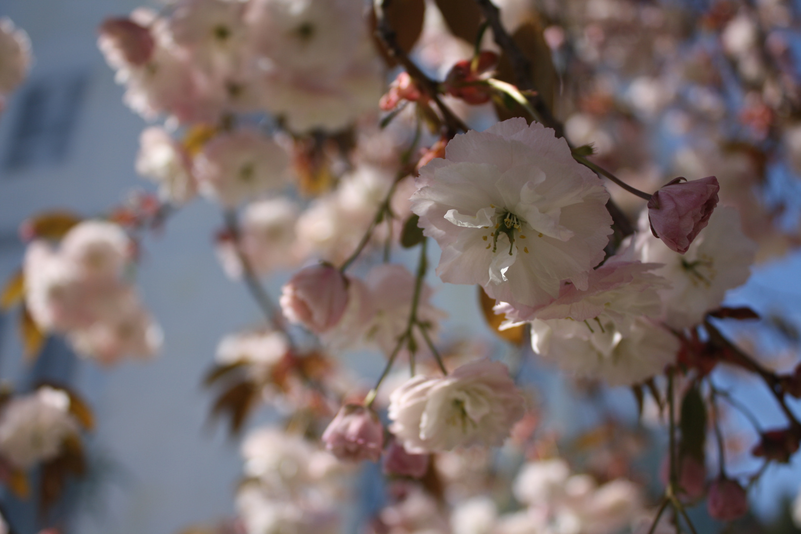 Frühling