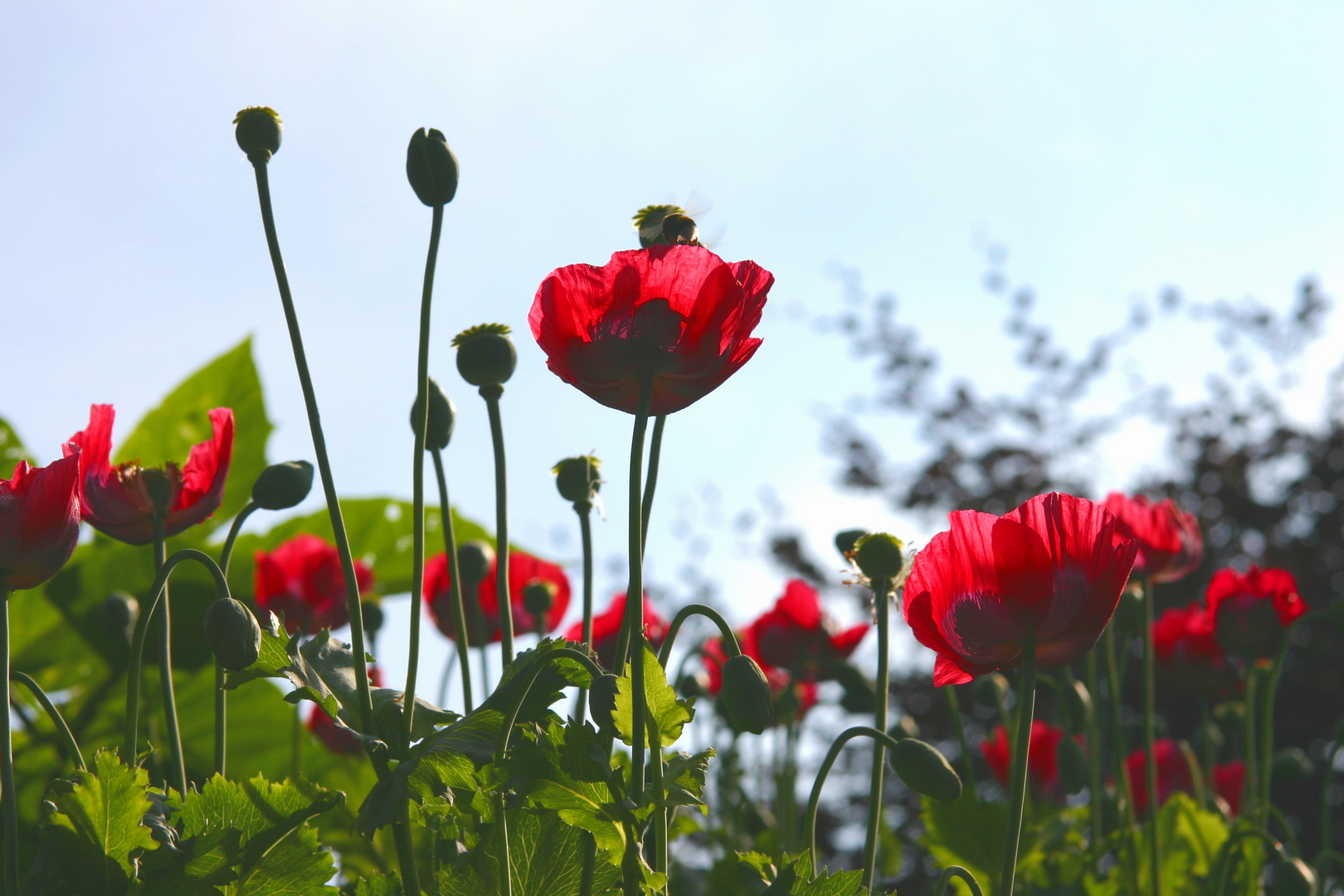 Frühling